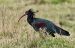 1-Ibis chauve | Geronticus eremita | Northern Bald Ibis